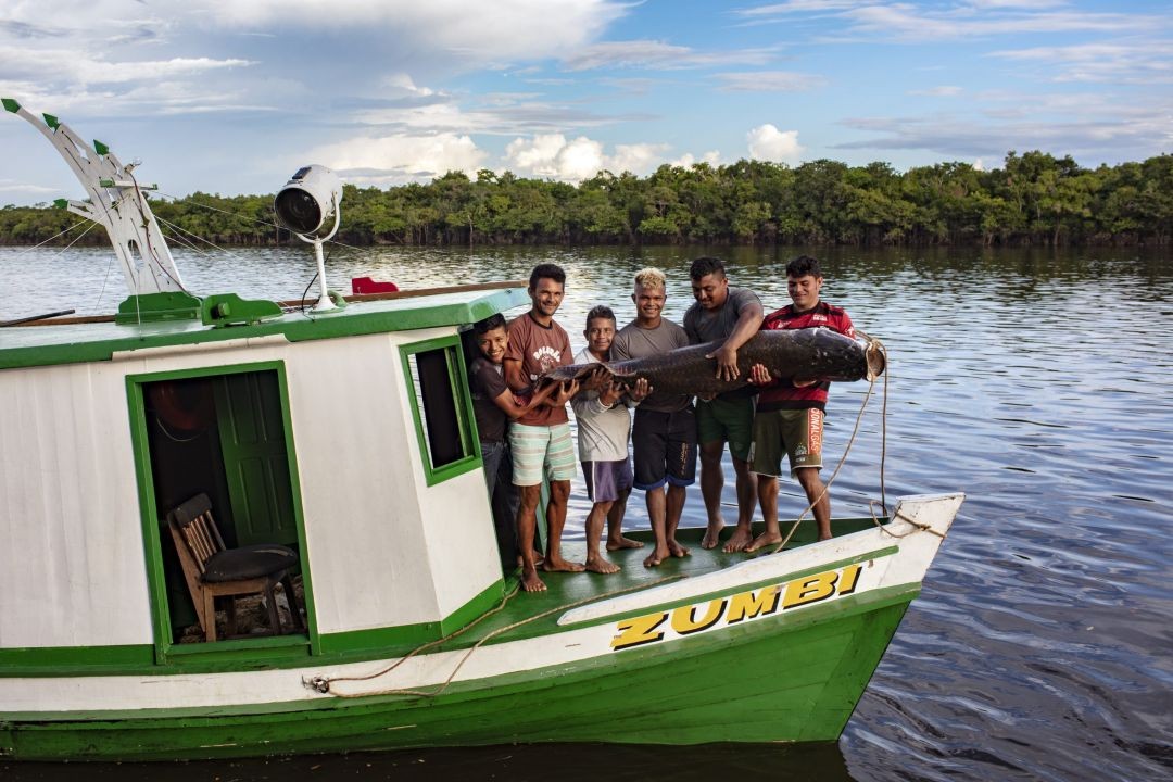 <a href='http://www.ouropretoonline.com/modules/news/article.php?storyid=104374'>Manejo sustentvel de pirarucu implementado nos rios amaznicos salvou a espcie da extino</a>